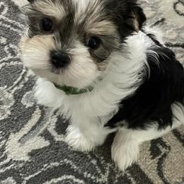 Maltese and Yorkshire Terrier Puppies from Precious Paws Maltese and Yorkies