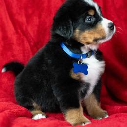 Thunder - Tri-color male Bernese Mountain Dog puppy in Soldiers Grove, Wisconsin from Lonesome Pine Farm
