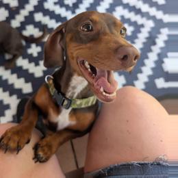 Ranger - Dachshund