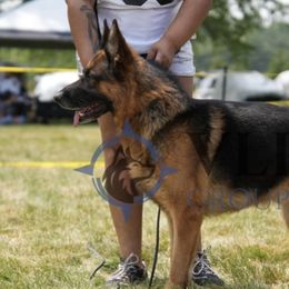 Ruger - German Shepherd