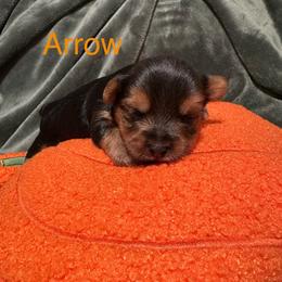 Arrow (AKC Tiny) - Black and tan male Yorkshire Terrier puppy in Fairview, West Virginia from Prims Puppies LLC