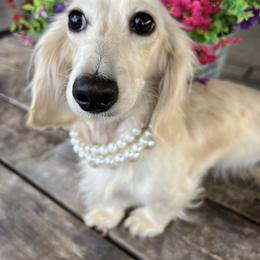 Pearl - Dachshund