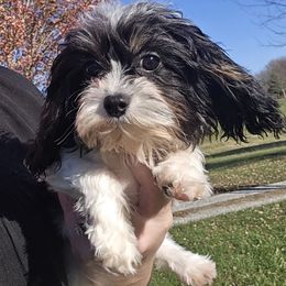 Comet - Black and white male Cavapoo puppy in Lebanon, Kentucky from Mosaic Merle Doodles