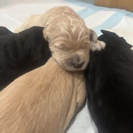 Sally - Cream female Goldendoodle puppy in Scottsdale, Arizona from Daniel’s Doodles