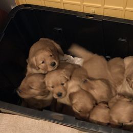 Boy 1st Pick - Golden Retriever puppy in Sacramento Area, California from Gold Country Golden Retrievers