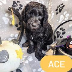 Double Doodle and Labradoodle Puppies from Superdoodles of San Antonio