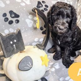 Double Doodle and Labradoodle Puppies from Superdoodles of San Antonio