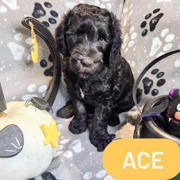 Double Doodle and Labradoodle Puppies from Superdoodles of San Antonio