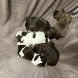 Girl 4 - Liver female Shih Tzu puppy in Kodak, Tennessee from Cutshall Babies