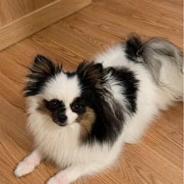 Briella - Black and tan parti female Pomeranian puppy in Buck Valley, Pennsylvania from Buck Valley Pomeranians