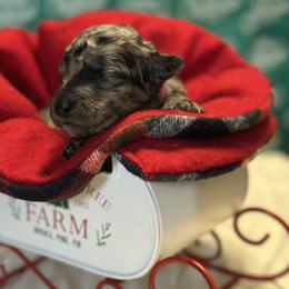 Girl 3 - female Goldendoodle puppy in Westminster, South Carolina from Goldendoodlepuppiessc