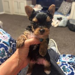Ben - Blue and gold male Yorkshire Terrier puppy in Hot Springs, Arkansas from Weslynn Kennels
