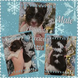 BOY - Chocolate, tan and white male Yorkshire Terrier puppy in Wartburg, Tennessee from Amanda's Precious Pups