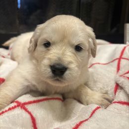 Vixen - Light golden female Golden Retriever puppy in Wiley Ford, West Virginia from Shady Hill Acres Golden Retrievers
