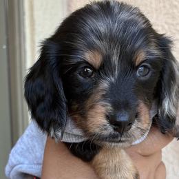Dachshunds from Donna Nichols