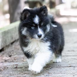 Pomsky Puppies from New World Pomskies