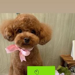 London - Poodle