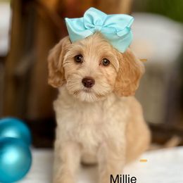 Millie - Caramel female Australian Labradoodle puppy in Anderson, California from Shaggy Doodles