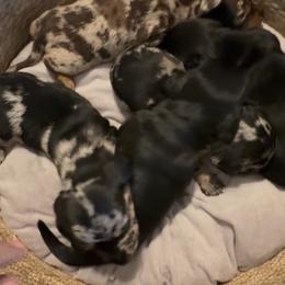 Dapple female shorthair - Dapple female Dachshund puppy in Manteca, California from Sweet and Low Dachshunds