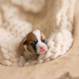 Mint collar female- Peach - Red female Pembroke Welsh Corgi puppy in Waverly Hall, Georgia from 6g Ranch Corgis
