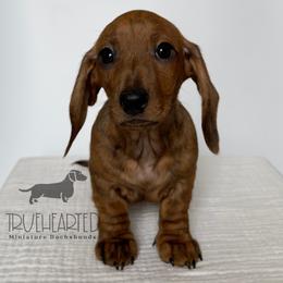 Oswald - Brindle male Dachshund puppy in Royse City, Texas from Truehearted Miniature Dachshunds