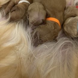 Velveeta (Purple Collar) - Golden female Golden Retriever puppy in Sandy, Oregon from Treasured K-9s