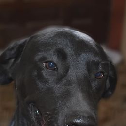 Labradoodles from Marvelous Labradoodles