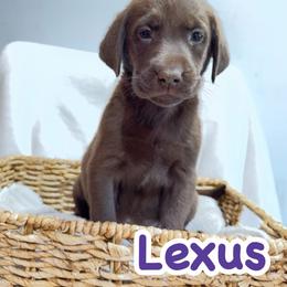 Lexus - Chocolate female Labrador Retriever puppy in Lucasville, Ohio from Backwoods Labradors