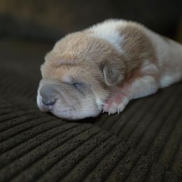 Ravioli - White male Chinese Shar-Pei puppy in Rome, Pennsylvania from Maynard Hills Chinese Sharpeis