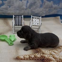 Blue and Cream Longhair Male - Blue and cream male Dachshund puppy in Killeen, Texas from Southern Dachshunds