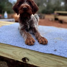 Geal - Brown and gray male Wirehaired Pointing Griffon puppy in Shelbyville, Texas from AndersonK9Kennels Bayou Beards