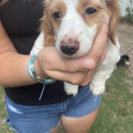 Dachshund Puppies from Harvin’s Weenie Gang