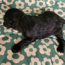 Suzzy - Black female Poodle puppy in Missouri from KDK Missouri Miniature Poodles