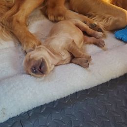 Golden Retriever Puppies from Margaret Tatur's Golden Retrievers