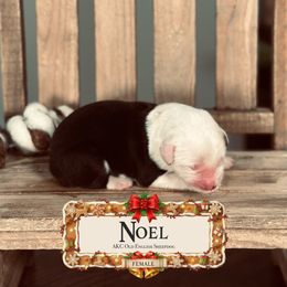 Noel - Gray and white female Old English Sheepdog puppy in Cleveland, Tennessee from Narrow Path Old English & Sheepadoodles