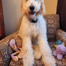 Goldendoodle All Grown Up from Lazy Dayz Doodles