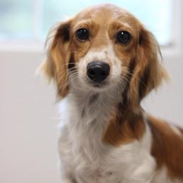 Rose - Dachshund