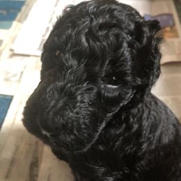 Blue boy - Black male Poodle puppy in Fleischmanns, New York from Kava Poodles
