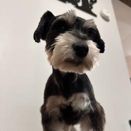 Dixie - Miniature Schnauzer