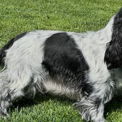 English Cocker Spaniels from Woodwyn Farm