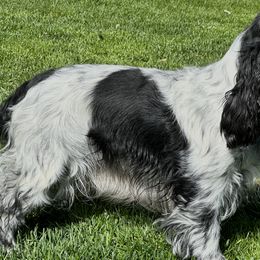 English Cocker Spaniels from Woodwyn Farm