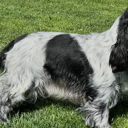English Cocker Spaniels from Woodwyn Farm