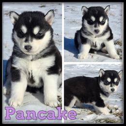 Pancake - Black and white female Siberian Husky puppy in Wheeler, Michigan from Haase Family Kennels