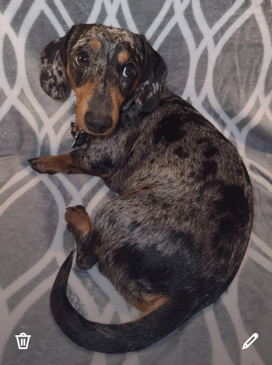 Jasper - Dachshund