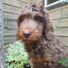 Kentucky - male Golden Mountain Doodle puppy in Boise, Idaho from Nesting Dolls