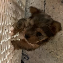 Yorkshire Terrier Puppies from Cindy's Yorkshire Terriers