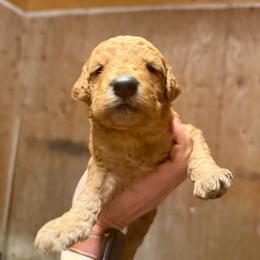 Labradoodle puppies from California Double Doodles