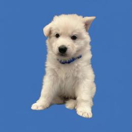 Blue collar    ( TJ Max) - White male Berger Blanc Suisse puppy in Rice Lake, Wisconsin from Windswept White Swiss Shepherds