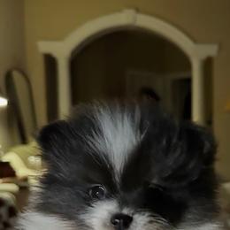 Pomeranian and Pomsky Puppies from Capital Poms & Pomskies
