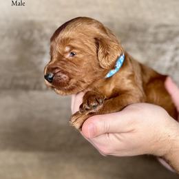 Ian - Red  male Goldendoodle puppy in Abilene, Texas from Mesquite Kennels
